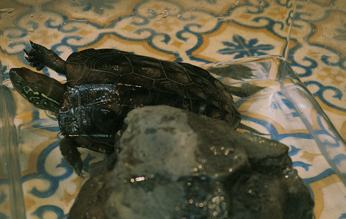 見出しタイトル